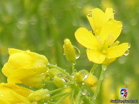 13.10油菜花SANY3338.JPG 13.10油菜花SANY3338.JPG