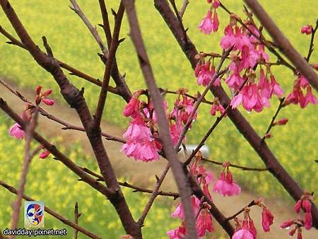 13.11油菜花SANY3339.JPG 13.11油菜花SANY3339.JPG