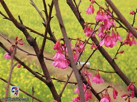 13.11油菜花SANY3339.JPG