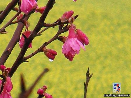 13.12油菜花SANY3346.JPG 13.12油菜花SANY3346.JPG