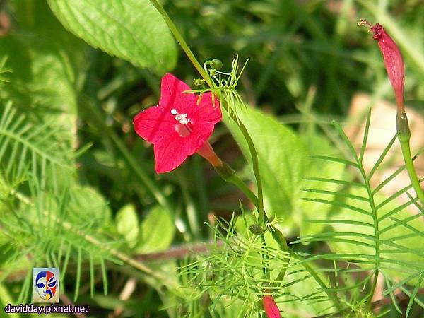 花草樹木SANY2196.JPG