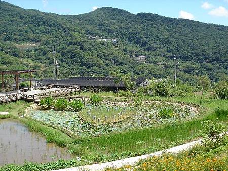 白石湖-後湖濕地-同心池.jpg