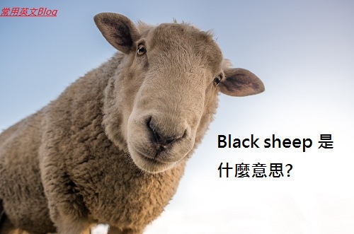 Black sheep 是什麼意思