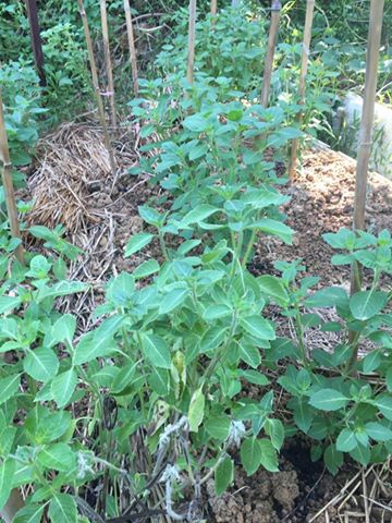 14117773_1830973533798247_5692152173773339759_n 14117773_1830973533798247_5692152173773339759_n