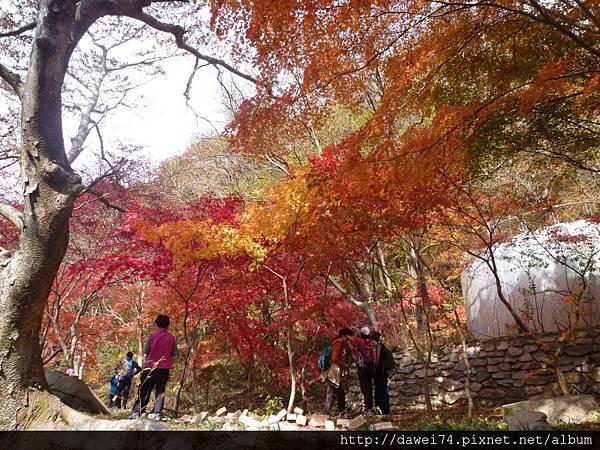 美麗的紅景