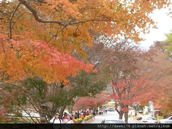 紅葉黃杏