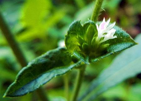 地膽草 Dawnchorus 痞客邦