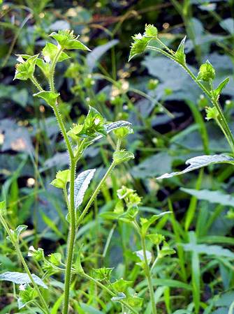 地膽草 Dawnchorus 痞客邦