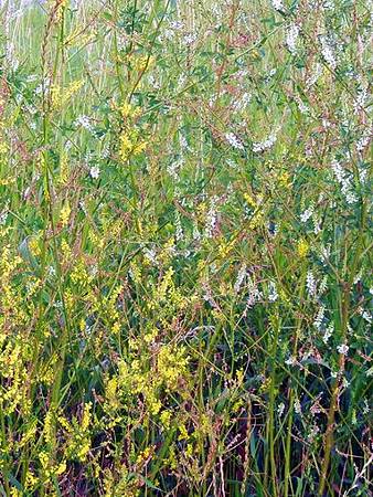 草木樨屬 Dawnchorus 痞客邦