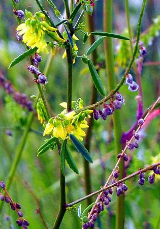 草木樨屬 Dawnchorus 痞客邦 草木樨屬 Dawnchorus 痞客邦