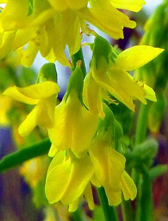 草木樨屬 Dawnchorus 痞客邦 草木樨屬 Dawnchorus 痞客邦