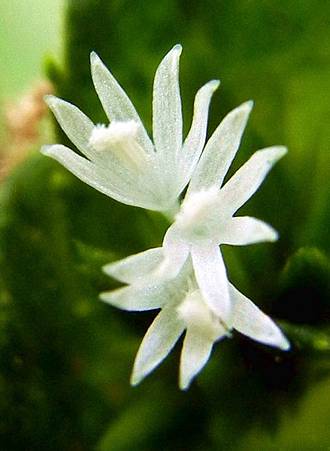 地膽草 Dawnchorus 痞客邦