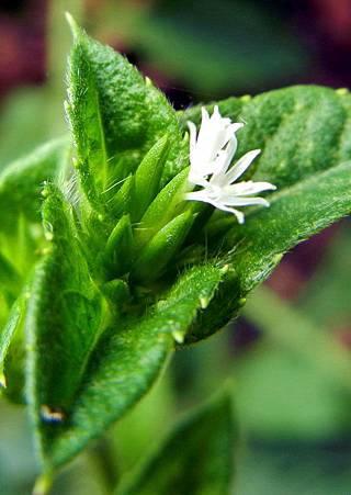 地膽草 Dawnchorus 痞客邦