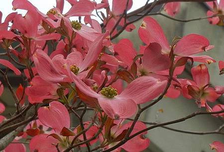 花水木 Dawnchorus 痞客邦