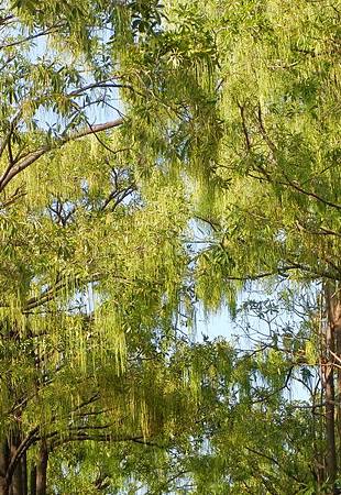 DSCN5209s.jpg DSCN5209s.jpg