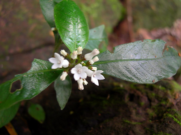 白花蛇根草土庫岳s.jpg