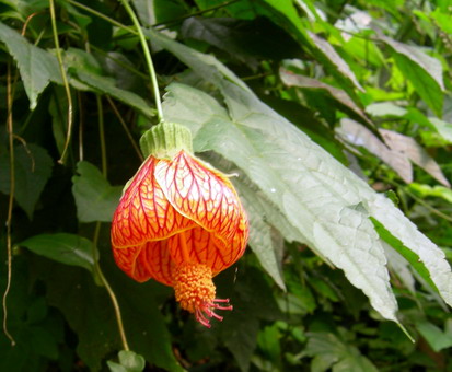風鈴花s.jpg 風鈴花s.jpg