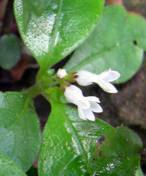 白花蛇根草的花形s.jpg