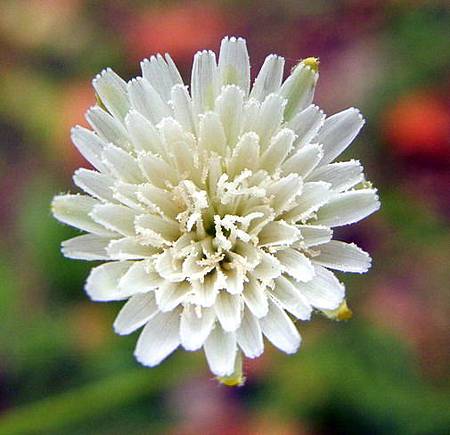 白花貓兒菊 Dawnchorus 痞客邦