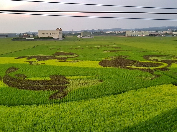 花現花壇稻田彩繪.jpg 花現花壇稻田彩繪.jpg