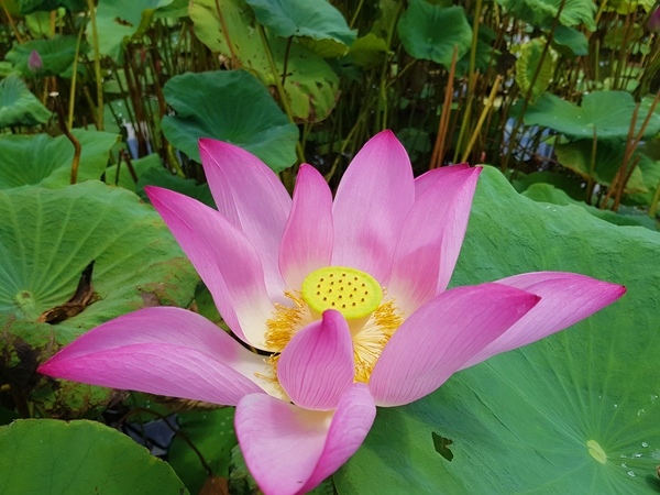 【彰化花壇賞蓮秘境】花壇鄉東外環賞荷看蓮浪漫景致2.jpg 【彰化花壇賞蓮秘境】花壇鄉東外環賞荷看蓮浪漫景致2.jpg