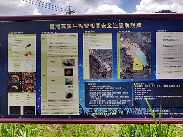 台灣窗螢生態解說.jpg 台灣窗螢生態解說.jpg
