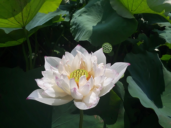 彰化好好玩私房秘境 彰化花壇蓮花田賞蓮趣2.jpg 彰化好好玩私房秘境 彰化花壇蓮花田賞蓮趣2.jpg