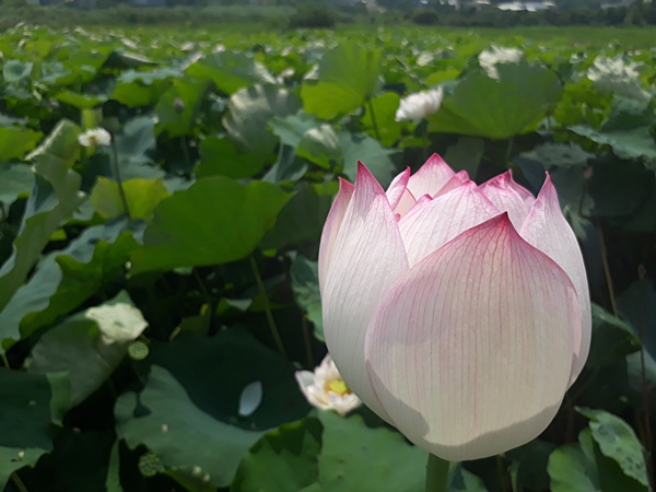 彰化好好玩私房秘境 彰化花壇蓮花田賞蓮趣1.jpg