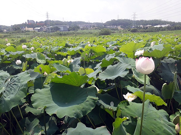 彰化好好玩私房秘境 彰化花壇蓮花田賞蓮趣4.jpg