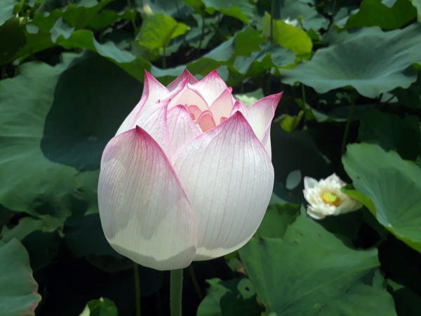 彰化花壇蓮花田含苞待放.jpg 彰化花壇蓮花田含苞待放.jpg