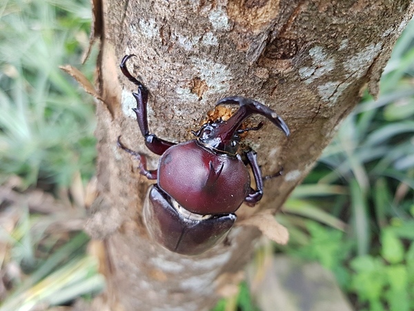 【彰化縣生態景點】獨角仙的季節!芬園進芬社區甲蟲生態祕境2.jpg 【彰化縣生態景點】獨角仙的季節!芬園進芬社區甲蟲生態祕境2.jpg