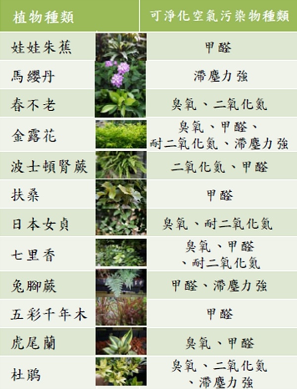 植物淨化空氣能力 淨化空氣汙染植栽選擇 辰星美容美體spa館 痞客邦