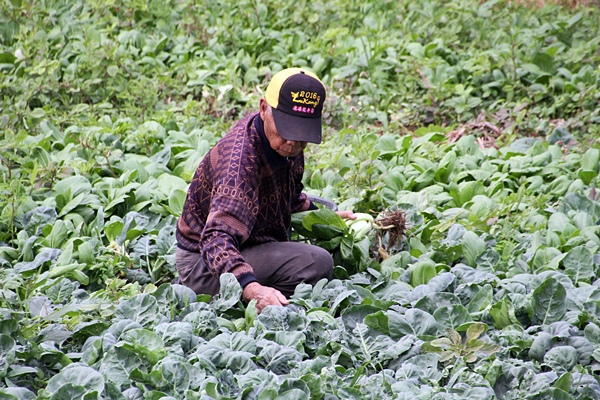 蔬果安心採購訣竅!與農藥共處的飲食之道.JPG 蔬果安心採購訣竅!與農藥共處的飲食之道.JPG