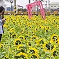 花壇崙雅社區-稻田花海音樂響宴6.jpg