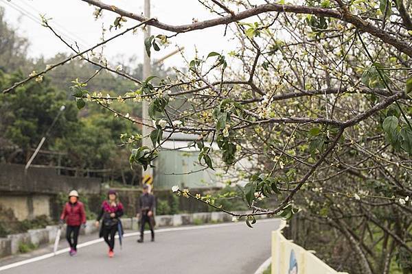 花壇賞梅秘境!花壇鄉虎山巖旁大嶺巷梅花盛開1.jpg 花壇賞梅秘境!花壇鄉虎山巖旁大嶺巷梅花盛開1.jpg