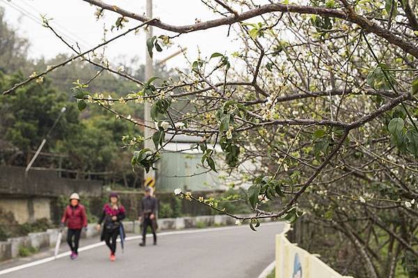 花壇賞梅秘境！花壇鄉虎山巖旁大嶺巷梅花盛開1.jpg