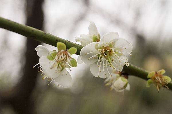 花壇賞梅秘境!花壇鄉虎山巖旁大嶺巷梅花盛開5.jpg 花壇賞梅秘境!花壇鄉虎山巖旁大嶺巷梅花盛開5.jpg