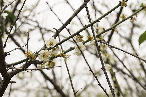 花壇賞梅秘境!花壇鄉虎山巖旁大嶺巷梅花盛開14.jpg 花壇賞梅秘境!花壇鄉虎山巖旁大嶺巷梅花盛開14.jpg