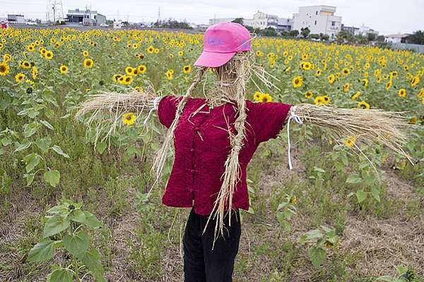 花壇崙雅社區 稻田花海音樂響宴 辰星美容美體spa館 痞客邦