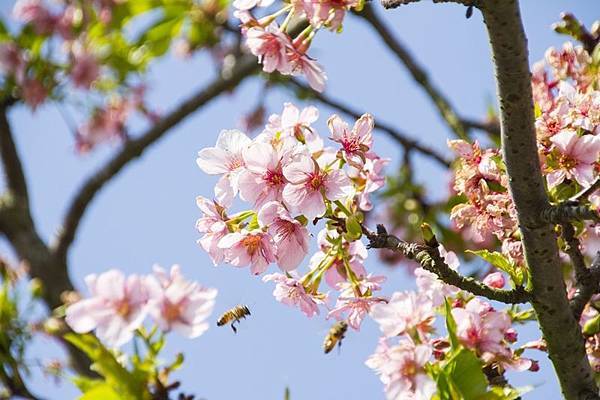 芬園花卉生產休憩園區2.jpg 芬園花卉生產休憩園區2.jpg