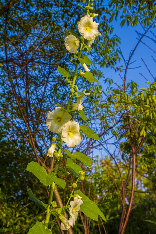 【彰化花壇磚窯故鄉】八卦窯-橋頭磚雕藝術公園-靜音兒童公園-馬家庄-馬家環保花園步道54.jpg