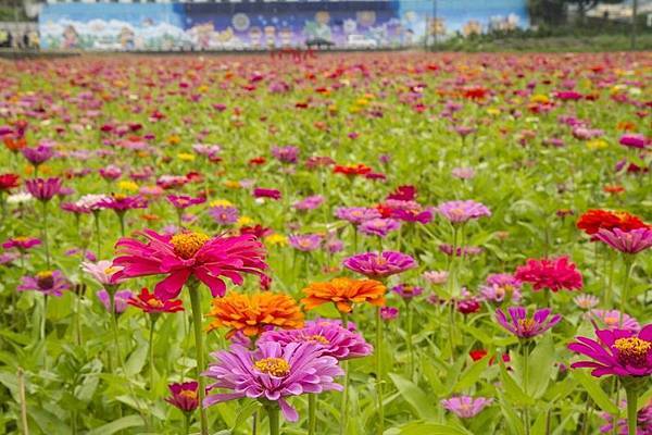 2018花壇花海—壇花再現7.jpg