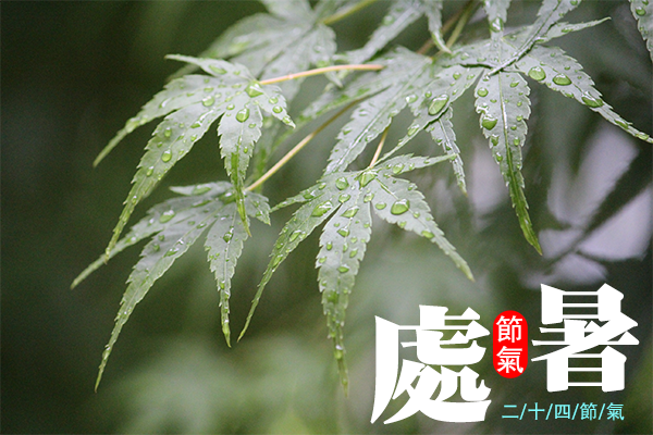 處暑節氣到 秋老虎將出沒.png 處暑節氣到 秋老虎將出沒.png