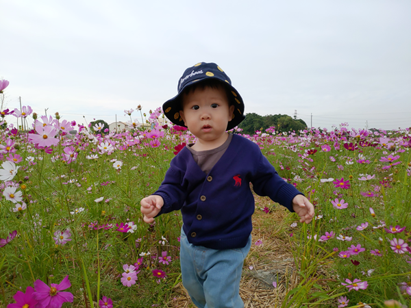 田中望高寮波斯菊花海盛開 景緻美不勝收2.png 田中望高寮波斯菊花海盛開 景緻美不勝收2.png