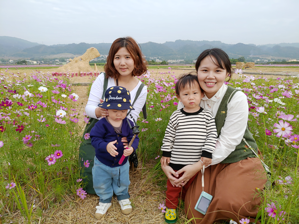 田中望高寮波斯菊花海盛開 景緻美不勝收1.png