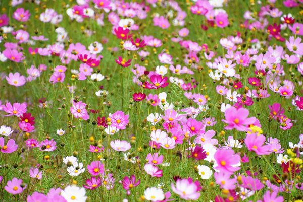 埔鹽鄉南新農村花海藝術季 15日前來彰化埔鹽花海賞花4.png