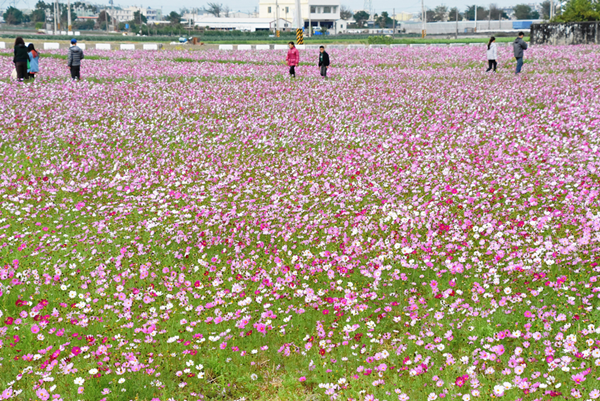 埔鹽鄉南新農村花海藝術季 15日前來彰化埔鹽花海賞花5.png