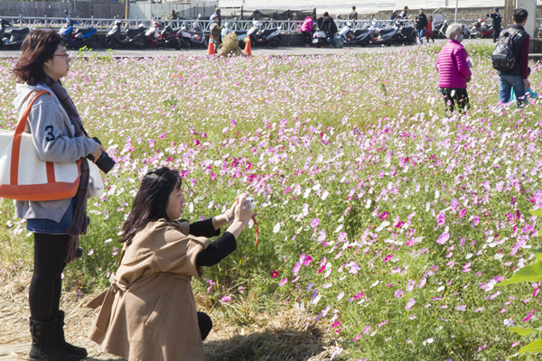 彰化市農濃半線徜徉花海 林世賢邀民眾來彰化走春賞花12.png