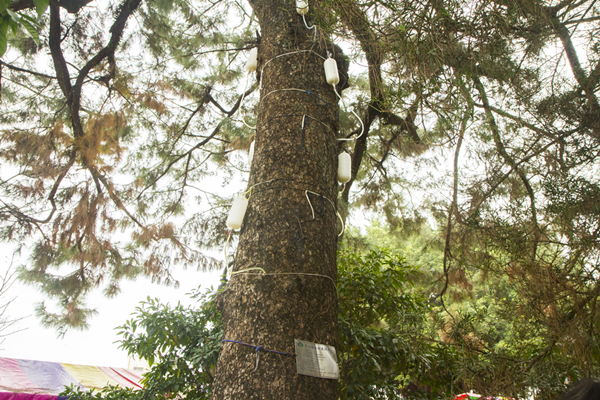 彰化清水岩寺老松樹染松材線蟲 樹醫師緊急吊點滴搶救8.png