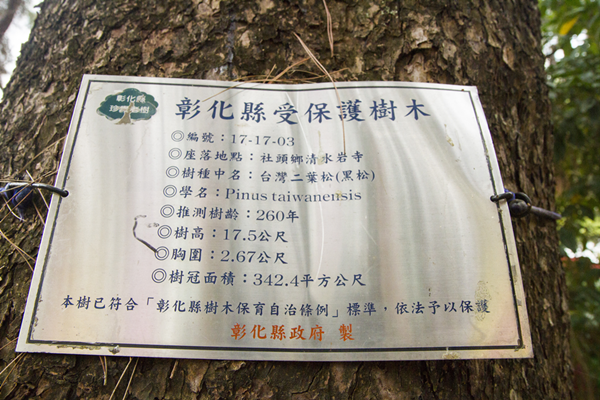 彰化清水岩寺老松樹染松材線蟲 樹醫師緊急吊點滴搶救7.png